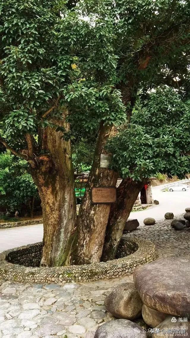 温州大山深处的这个千年遗世古村落你可去过?
