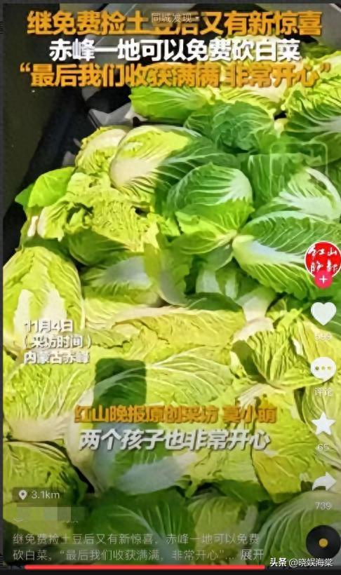 200亩白菜遭哄抢后续：损失超百万，菜农发声，更过分的还在后面