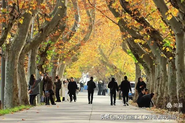 汉中老厂区的梧桐大道，太火了！