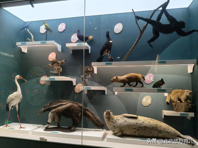 第一次去国家自然博物馆，水族馆和恐龙乐园是8岁孩子的最爱