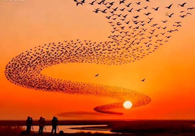 从鸟浪化鲲火爆全网，推荐这几个国内观鸟的神级景点，赶快去吧！