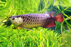 旺宅的十大风水鱼图片