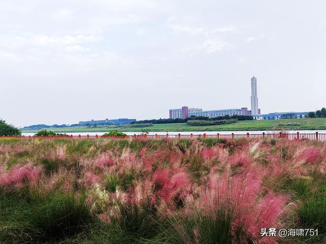 佛山三水芦苞花海生态公园