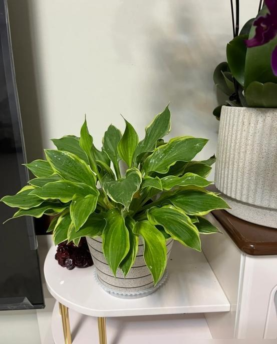 “阴花不能进阳宅”，家里若有这5种花，请赶紧“搬出去”！