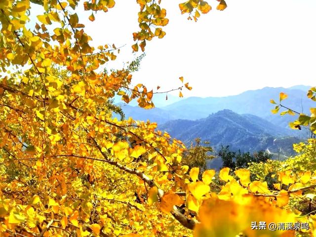 银杏染秋——九峰的金色童话