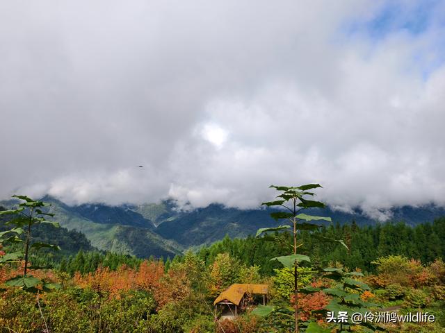 四川行(73)什邡红枫岭徒步到钟鼎寺