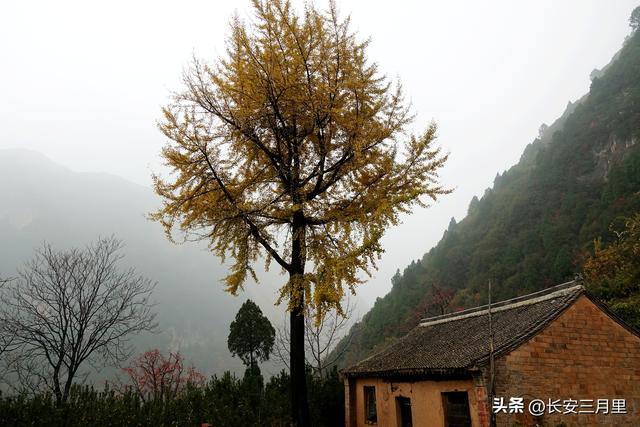 蓝田辋峪，触摸王维的银杏