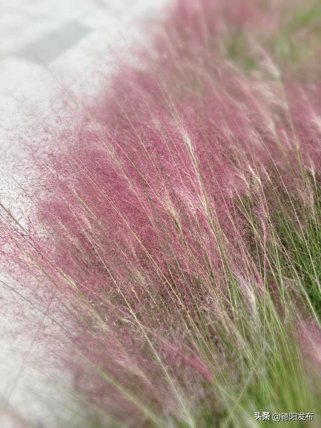 好美！已到最佳观赏期！又被德阳圈“粉”了
