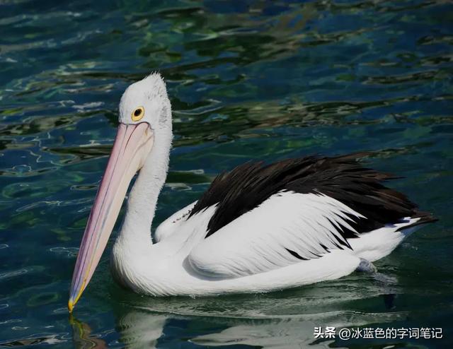 鹈鹕怎么读？鹈鹕又是什么？弟鸟、胡鸟是什么字？