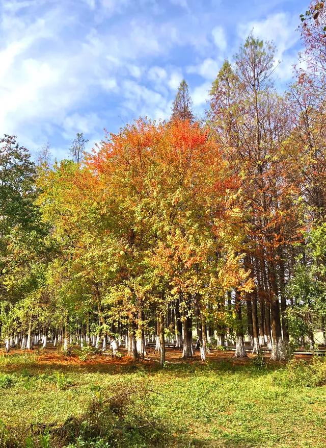 秋色斑斓美如画