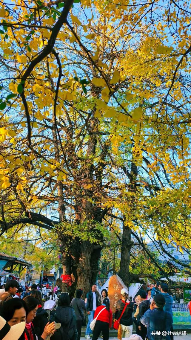 金色童话！腾冲千年银杏村，巷陌皆染秋光醉