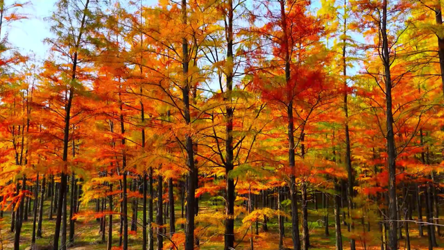 最佳观赏期！孝昌绝美红杉林，太出片了！