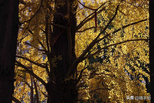 又是一年银杏璀璨时,上海闵行一棵300余年古银杏树进入醉美时刻