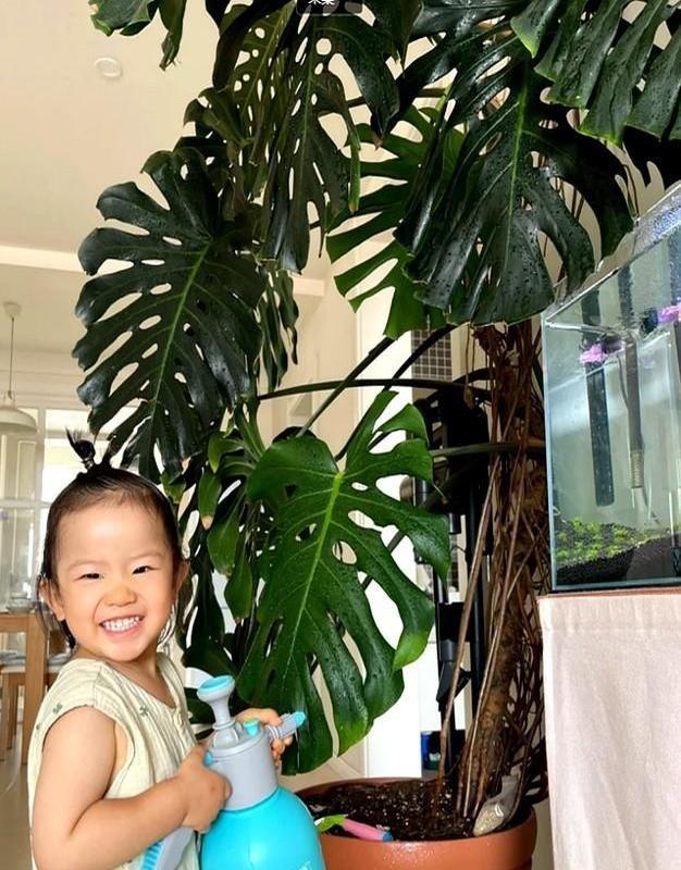 河北一户人家，因“龟背竹客厅”而走红，真壮观，妥妥的视觉盛宴