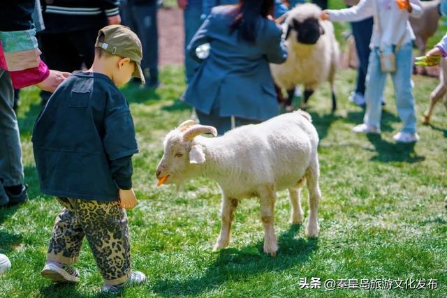 秦皇岛渔田七里海度假区暑假首刷必看！全天游玩攻略已备好，放心冲！