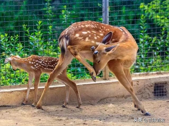好客山东好品山东｜临沂遛娃去哪儿？初冬攻略收藏就出发～