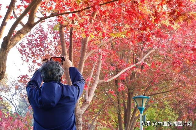 秋色正当时 玉渊潭公园推出四大网红打卡点