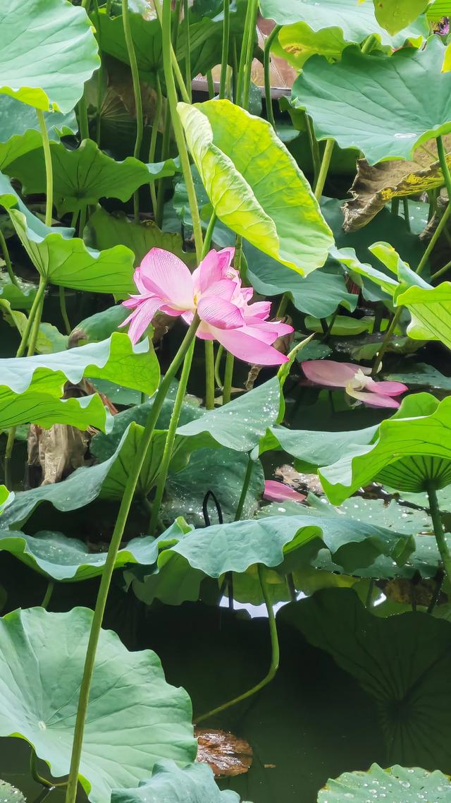 荷叶飘香，花开如梦