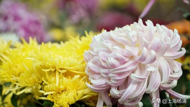 闭幕倒计时！错过就要等明年！