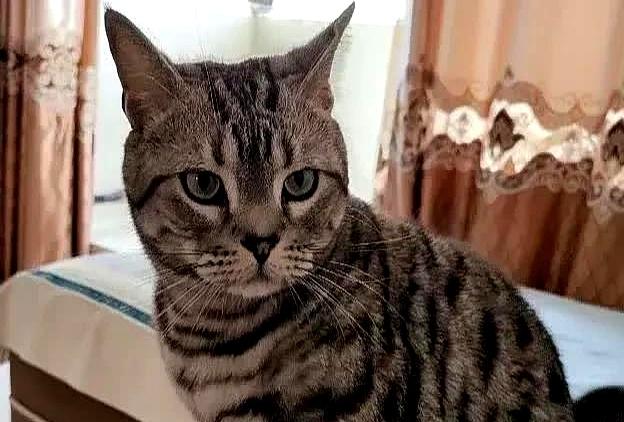 狸花猫打架输了，回家气呼呼地喝水，奶奶在旁一边安慰一边支招