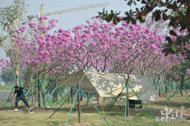 紫花风铃木、美丽异木棉……中山这些公园花开正好，快去打卡
