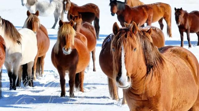 寒意浓 愿你我暖意常伴