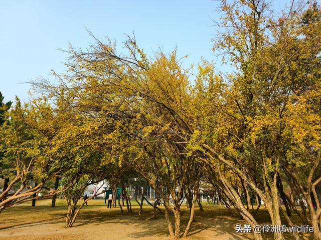 四川行(75)广汉②金雁湖公园·黑塔街·龙居寺