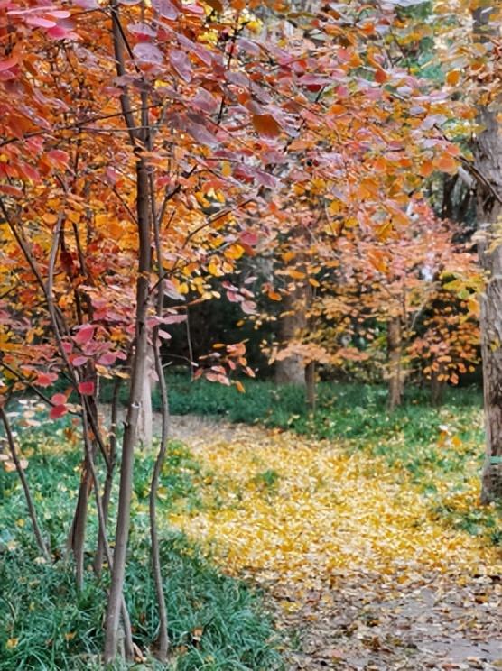 一叶知秋！2025年石家庄市城区赏秋指南来啦 这些地方别错过