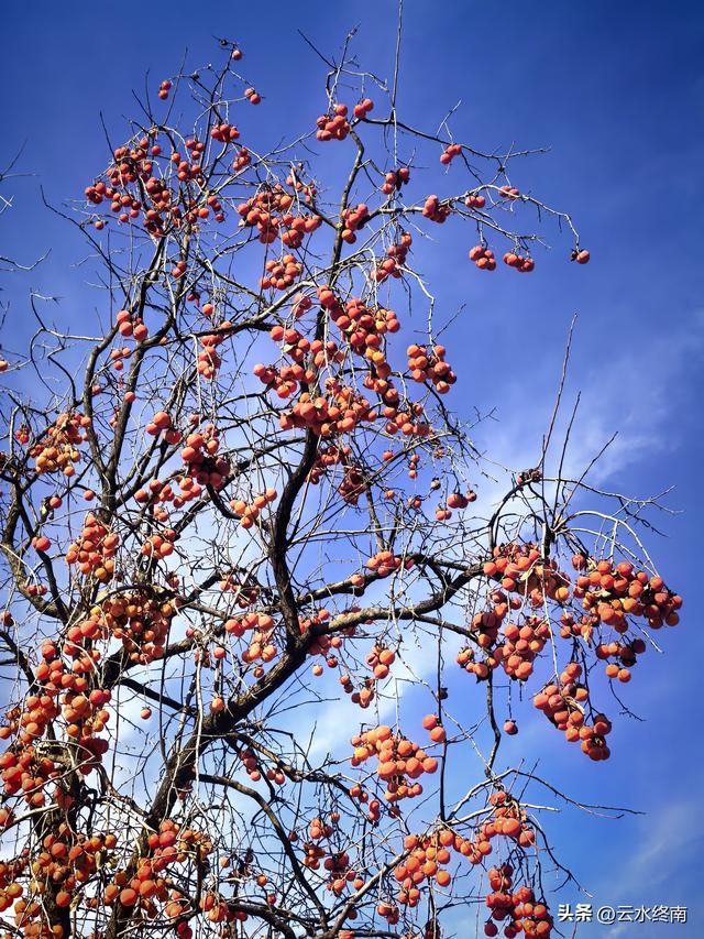 开车到蓝田这个岭上看柿子、观山景、晒暖暖，就是初冬最幸福的事