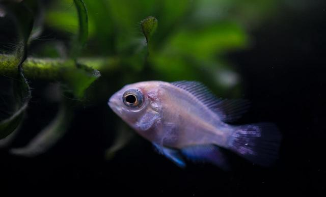 水族圈八大“智商税”！老鱼友血泪总结：这些东西白送都不能要