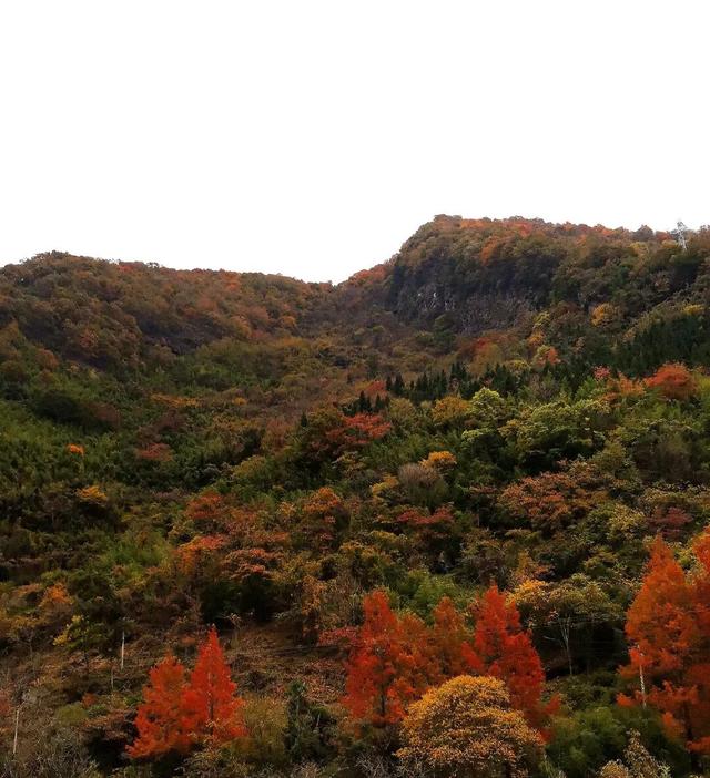 层林尽染看平武