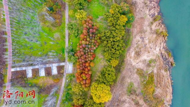 伊水游园冬景如画