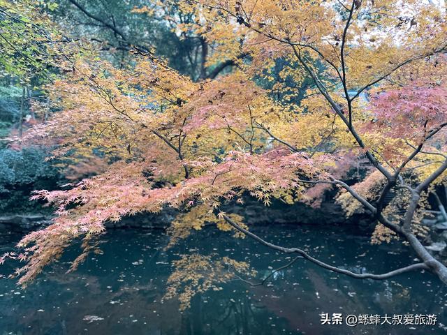 这个杭州公园不得了，被美人填满，拥有绝美枫景，已成浪漫打卡地