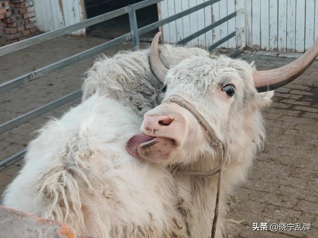 御河东路向南有个曼园 曼园里面好玩
