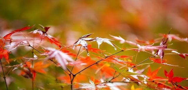 12月7日大雪，“大雪不见雪，来年人吃铁	”，这天下雪好吗？