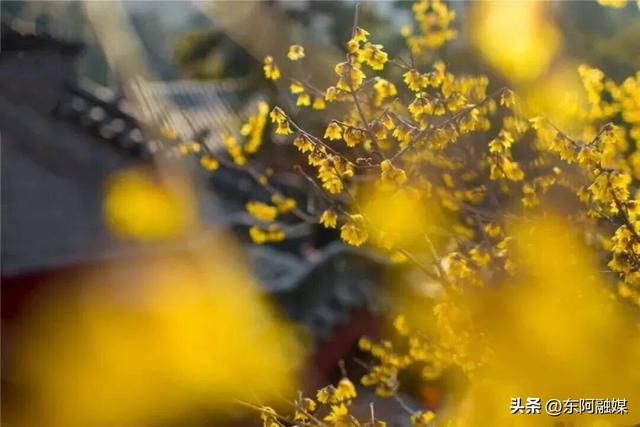山东的第一波蜡梅开啦！快来邂逅这份冬日限定的浪漫