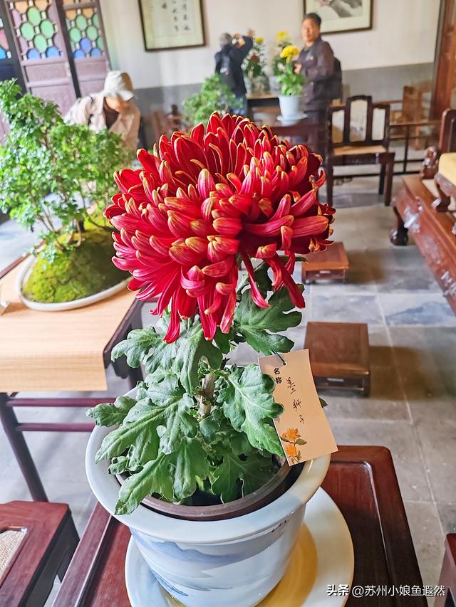 2025苏州狮子林菊展：赴一场比《甄嬛传》存菊堂更盛的秋日菊宴