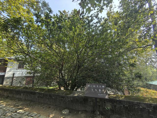 浙江湖州市德清县莫干山国家级风景名胜区游记（上）