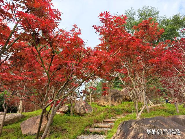 帽峰⼭:山顶有广州最古老岩石，这里红叶，为何在9月就如此红艳？