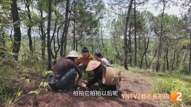 慕名而来！干巴菌、白牛肝等，上山满载而归，这一桌菌子宴馋哭了！