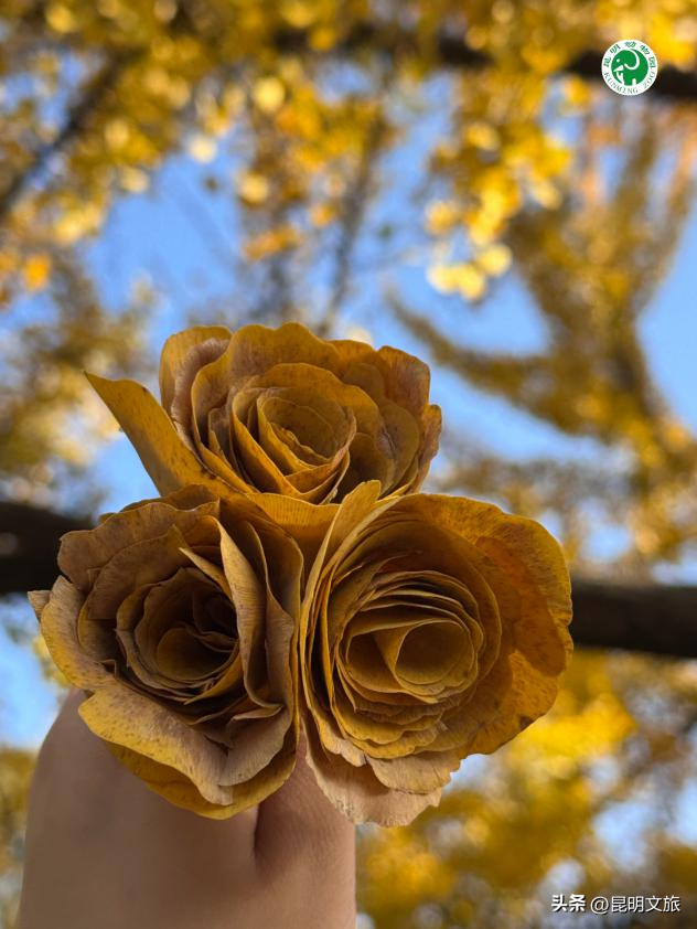 美爆！美爆！超全攻略！超出片！🤳昆明银杏黄金倒计时，抓紧时间冲~