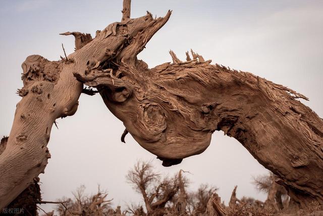 中国 0 差评的胡杨胜地，不输额济纳，胡杨林是内蒙古额济纳的 130 倍