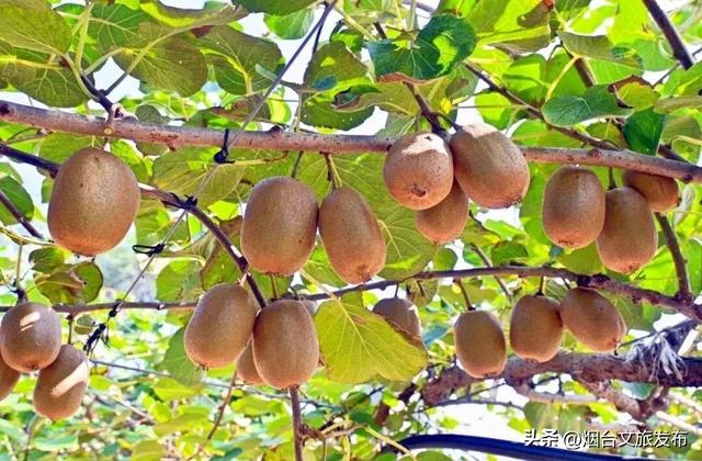 【乐游烟台】你好啊，烟台的秋天！