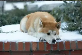 电影《忠犬八公的故事》图片