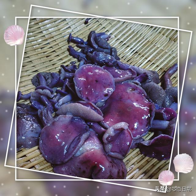 雨后松林寻菌记