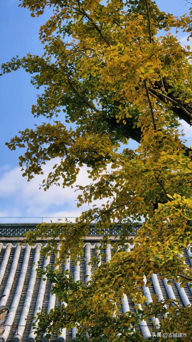 初冬雅韵：临安府署银杏换新妆