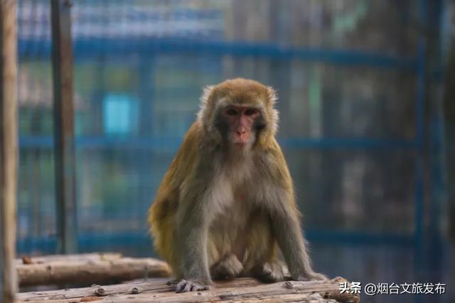 【乐游烟台】高性价比！烟台被严重低估的神仙遛娃地