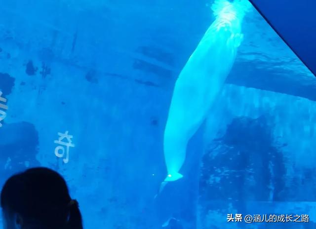 最新天津极地海洋馆一日游攻略——亲测实用!所有演出都可看完!