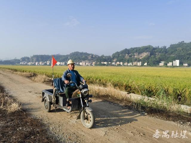 你知不知“稻”？番禺这片稻田美成了童话