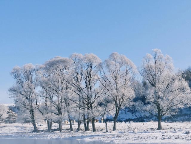阿尔山的冬天：不冻河热气蒸腾、雾凇挂满林海，每走一步都是浪漫